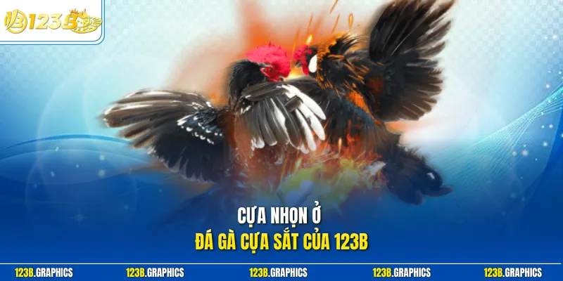 Cựa nhọn ở đá gà cựa sắt của 123B