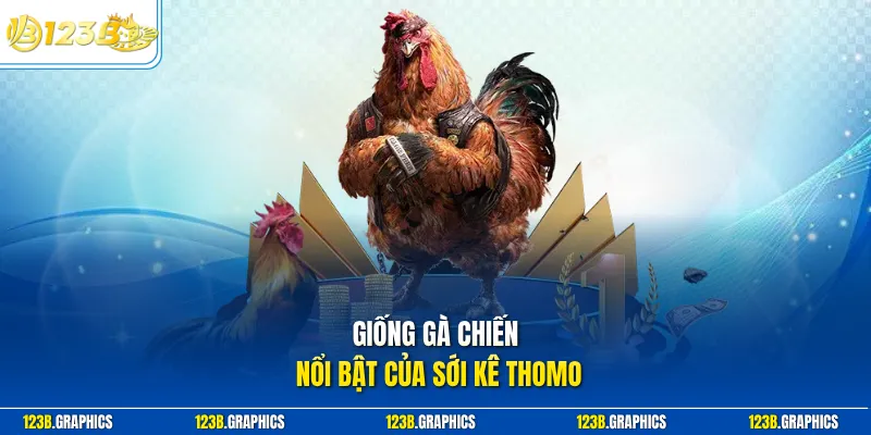 Giống gà chiến nổi bật của sới kê Thomo